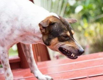 狗吞食异物怎么办？看完这篇文章，你就知道了