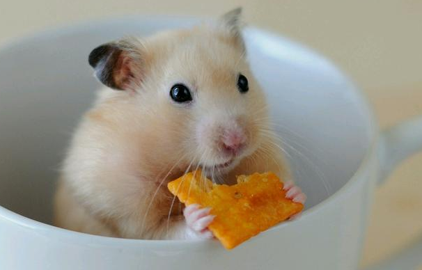 新手小白须知：仓鼠宝宝几天睁眼？