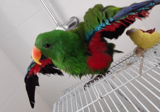 折衷鹦鹉能金太阳鹦鹉一起养吗？看完你就知道了