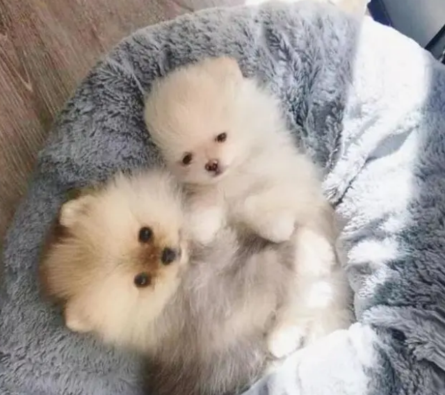 小狗狗怎么选择合适的狗窝？别急，方法都在这里了