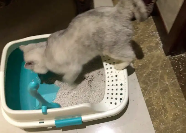 猫会用猫砂但是乱拉屎怎么办？或许本文可以帮到你