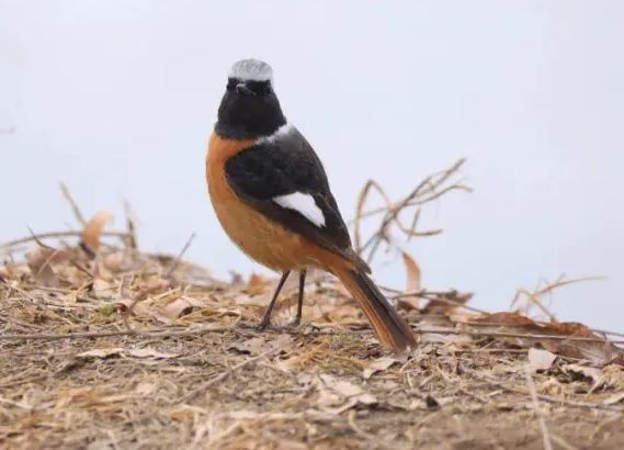 北红尾鸲鸟价格多少？感兴趣的来看看