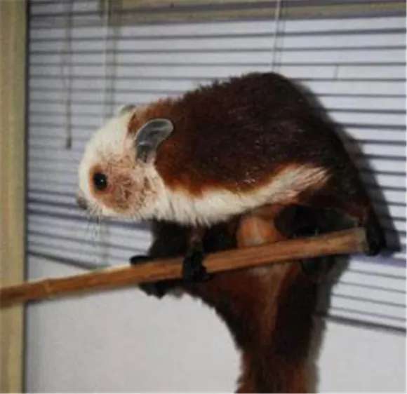 低泡飞鼠是什么鬼,看完这篇你会更了解TA 低泡飞鼠是什么鬼,看完这篇你会更了解TA