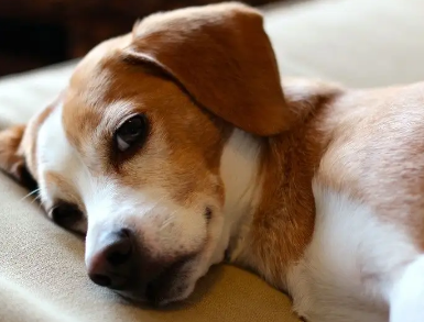 小狗口吐白沫抽搐怎么回事？快来看看吧！