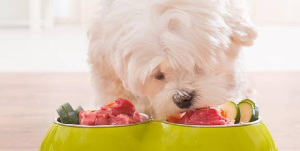 趣味养宠:微量元素狗狗吃几颗 狗狗一次要吃几颗微量元素 趣味养宠:微量元素狗狗吃几颗 狗狗一次要吃几颗微量元素