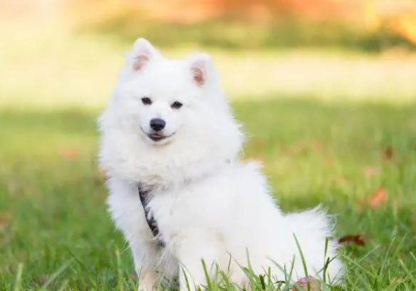 狗狗驱虫药用爱沃克，快速驱杀跳蚤蜱虫摆脱驱虫烦恼