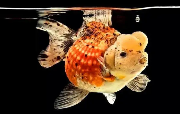 养金鱼不加设增氧泵的情况，想要养好金鱼，需要做好这几点