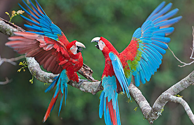 蓝黄和绿翅金刚鹦鹉多大成熟？看这里给你解答