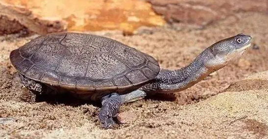 长颈龟怎么分公母？来看看这个办法