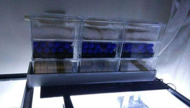 鱼缸水质要想调理到最清澈的状态，我们可以参考四种方法！