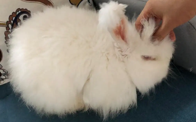 安哥拉长毛兔掉毛么?饲养前有必要了解一下 安哥拉长毛兔掉毛么?饲养前有必要了解一下