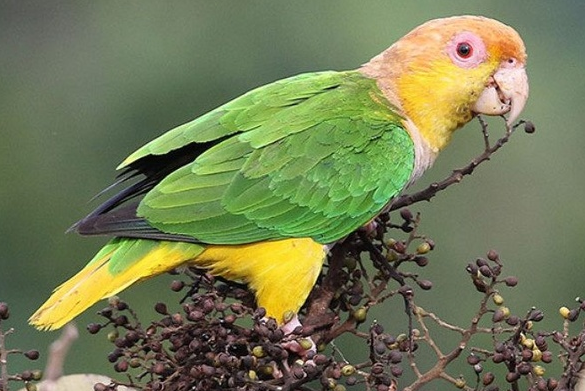 金头凯克鹦鹉喜欢吃什么？一般是这样食物