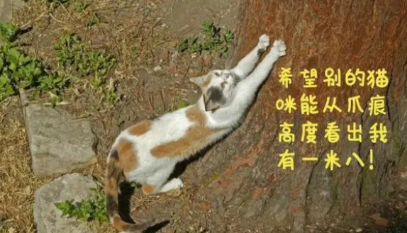 猫抓板、猫抓柱，哪种才是猫咪真爱？