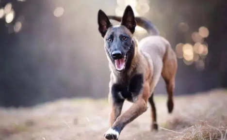 马犬有几个品种？颜色都有哪些？