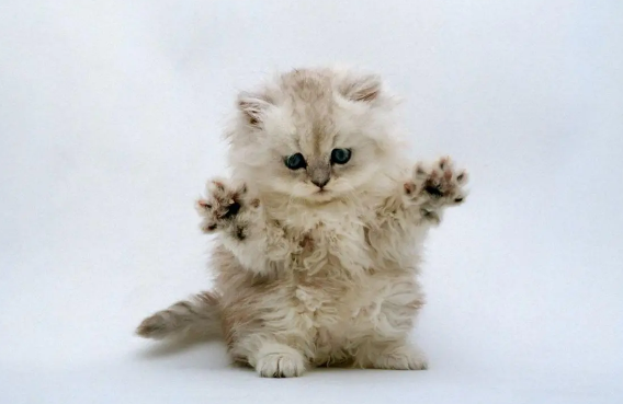 新型冠状病毒对猫狗有影响吗?这篇文章有答案! 新型冠状病毒对猫狗有影响吗?这篇文章有答案!