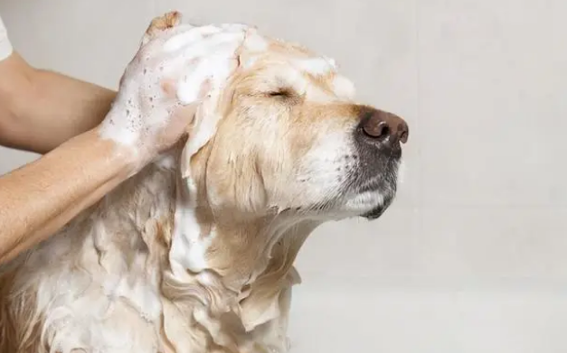 给狗狗洗澡的6个误区，原来你错了很多年了！