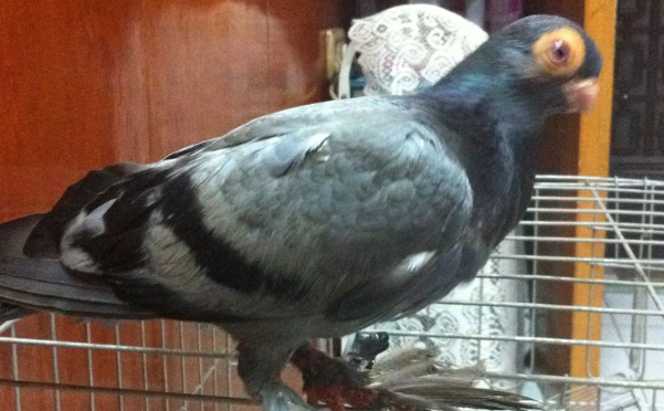 瓦灰鸽怎么分辨公母？方法很简单