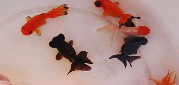 养殖观赏鱼，清理鱼缸，掌握这“2点”，水质更清澈