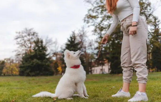 一个好的宠物寄养机构有多重要