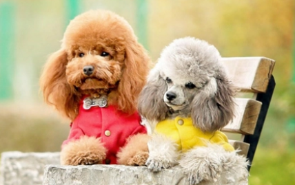 不要再喂狗狗这些零食了,它们不能吃! 不要再喂狗狗这些零食了,它们不能吃!