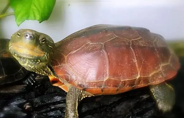 今日科普：草龟几月份开始不吃东西了？