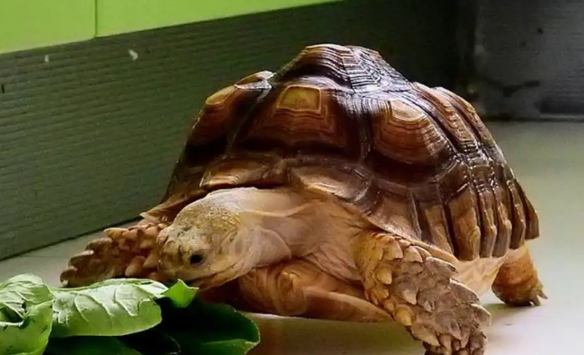 陆龟晒太阳晒多久？主人一定要了解