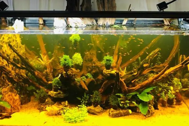 水草缸中水草的作用你能了解多少