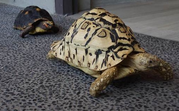 豹斑象龟是保护动物吗？看这里