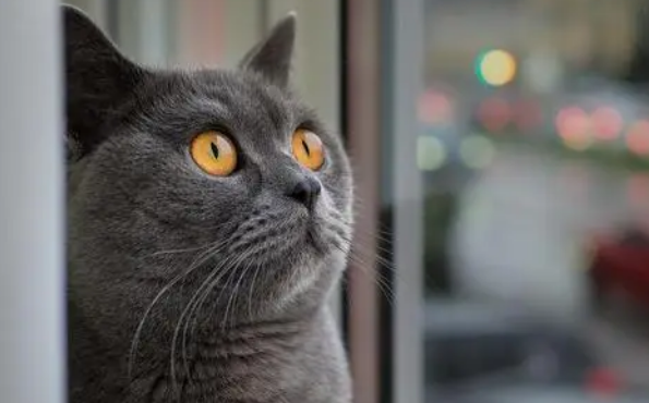 你的猫咪有耳螨吗?用了最好的药但是却不见转好?因为方向错了!