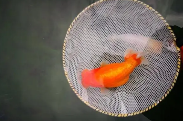 鱼缸水浑浊，该如何改变？老玩家来为您解答