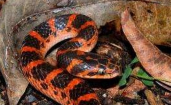 快来get下，蛇会有冠状病毒吗？