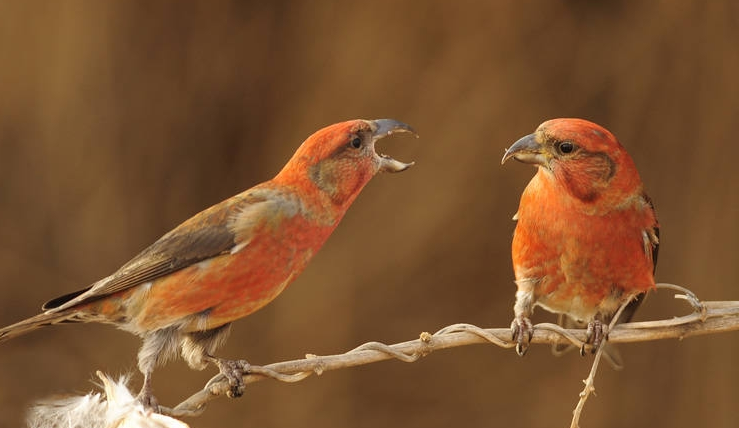一起来了解一下交嘴雀价格！