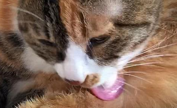 猫咪疯狂舔自己的身体是什么原因？它并不一定是梳毛