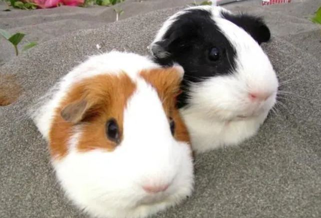 怎么训练荷兰鼠粘人，想知道的看过来！