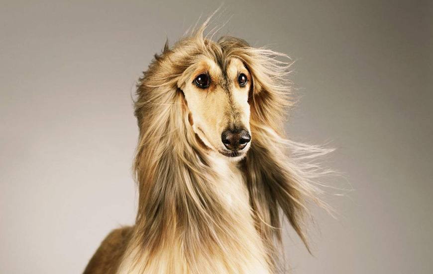 狗毛很长很飘逸的是什么狗？快来看看吧~