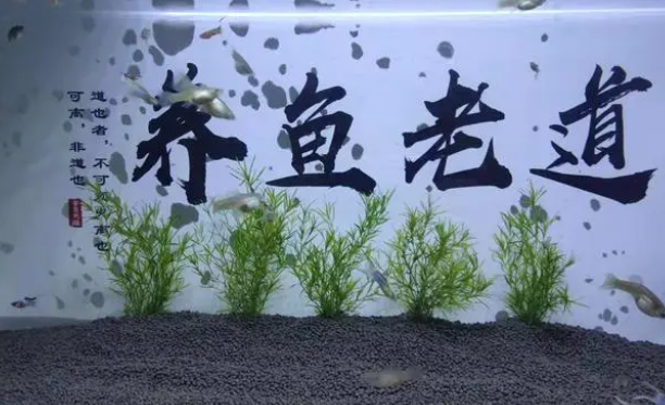 水草极易饲养，在鱼缸里可长成一片小树林