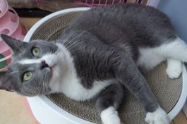 猫抓板的好处，你知道多少？