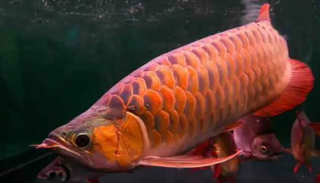 用好饲料喂饱的观赏鱼，体色靓丽更好看