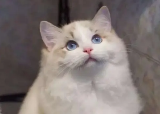 布偶猫白耳朵是好还是坏？