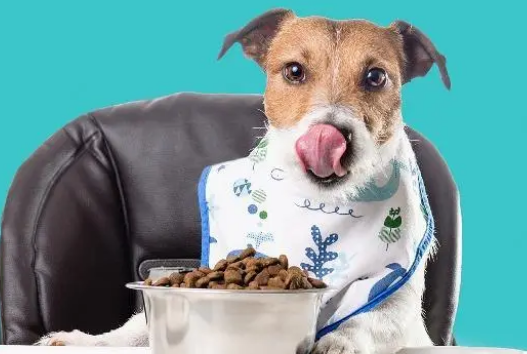 狗狗如何换狗粮？来看看科学的方法