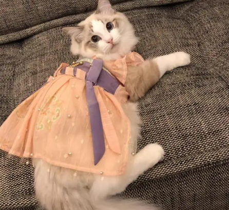 给宠物做衣服，一件卖199元，一个月销售额六万