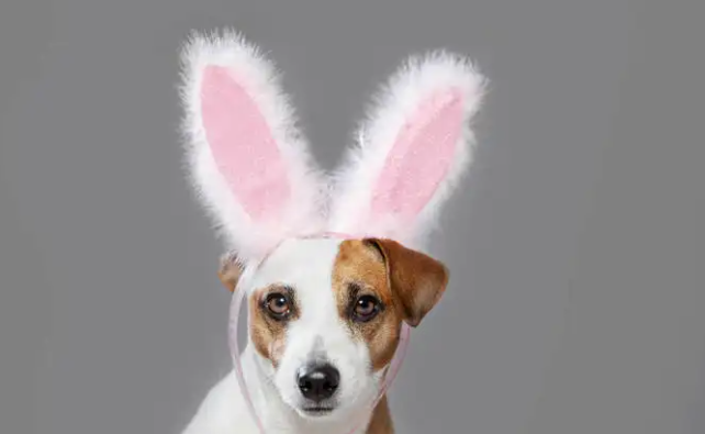 小狗耳朵热怎么回事？也许是这几个原因！