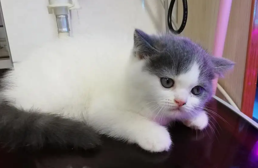 蓝白净梵猫是什么品种？其实是英短