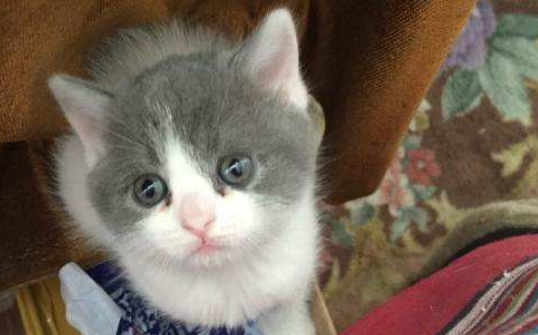 灰白双色猫是什么品种?这篇文章告诉你 灰白双色猫是什么品种?这篇文章告诉你