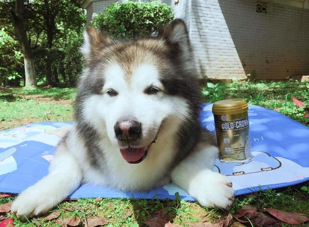 盖夫金冠让羊奶粉拥有母乳般的营养 