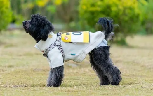 泰迪宠物尿垫，来看看到底怎么用？