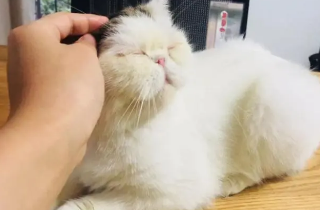 如何从容接手一只猫咪？有人寄养猫咪到你家，需要怎么做？