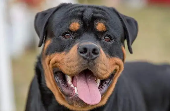 霸气的罗威纳该取什么名字？这里有答案！