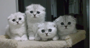 正常折耳猫的尾巴是柔软的吗？一文替你解答