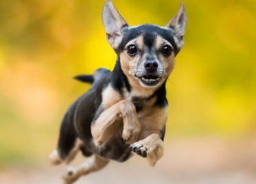 饲主科普:小狗冠状病毒如何治疗 饲主科普:小狗冠状病毒如何治疗